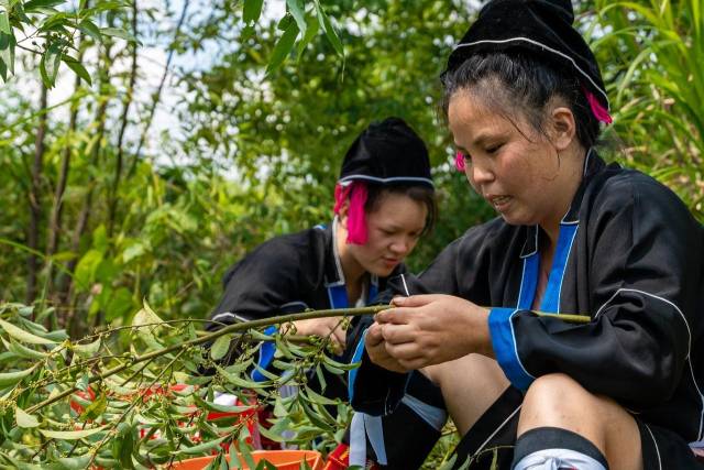 山野“小辛香”如何迈向“大市场”开元棋牌一颗山苍子的新生:粤北(图2) 山野“小辛香”如何迈向“大市场”开元棋牌一颗山苍子的新生:粤北(图2)