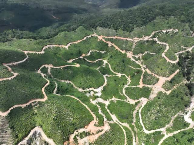 山野“小辛香”如何迈向“大市场”开元棋牌一颗山苍子的新生:粤北(图4) 山野“小辛香”如何迈向“大市场”开元棋牌一颗山苍子的新生:粤北(图4)