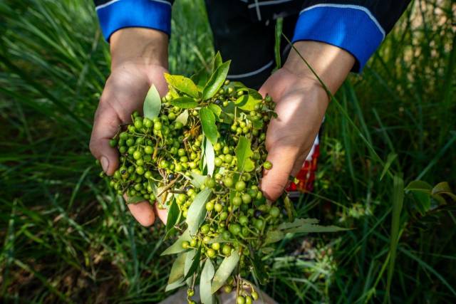 山野“小辛香”如何迈向“大市场”开元棋牌一颗山苍子的新生：粤北(图5)